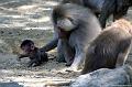 2010-08-24 (617) Aanranding en mishandeling gebeurd ook in de apenwereld